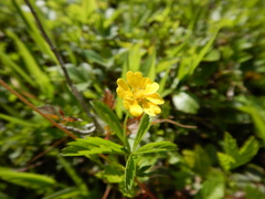 Potentilla simplex
