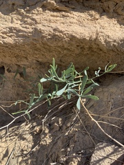 Hesperidanthus argillaceus