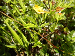Potentilla simplex