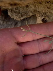 Hesperidanthus argillaceus