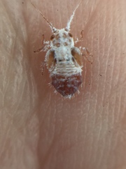 Phellopsylla formicosa