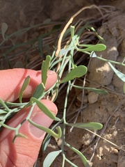 Hesperidanthus argillaceus