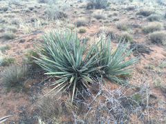 Yucca baccata