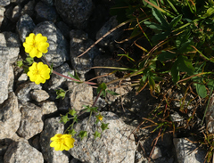 Potentilla gracilis