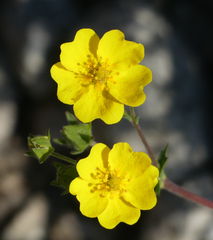 Potentilla gracilis
