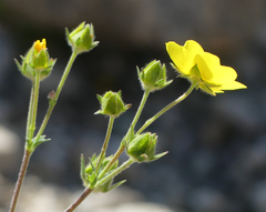 Potentilla gracilis
