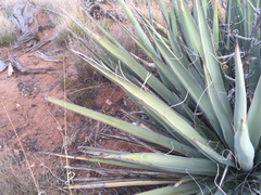 Yucca baccata