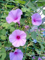 Ipomoea pedicellaris