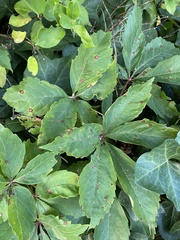 Phyllosticta ampelicida