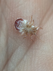 Phellopsylla formicosa