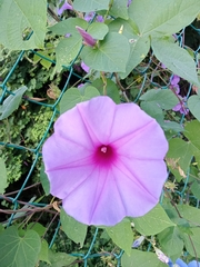 Ipomoea pedicellaris
