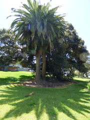 Phoenix canariensis