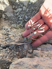 Hesperidanthus argillaceus