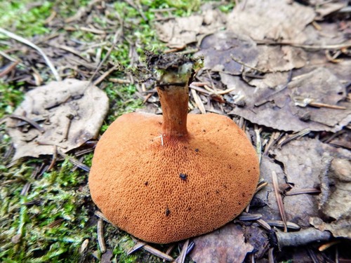 Peppery Bolete