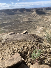 Astragalus pubentissimus