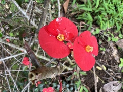 Euphorbia geroldii image