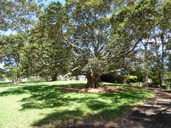 Ficus rubiginosa