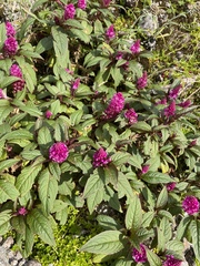 Phytolacca bogotensis
