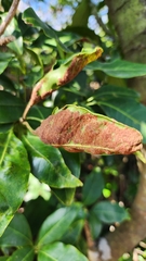 Tectaria harlandii