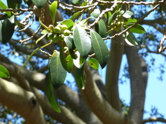 Ficus rubiginosa