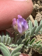 Astragalus pubentissimus