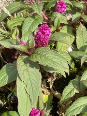 Phytolacca bogotensis