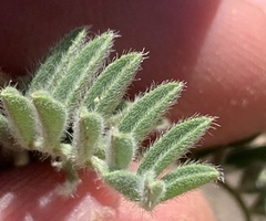 Astragalus pubentissimus
