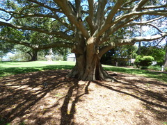 Ficus rubiginosa