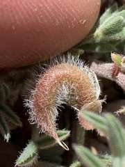 Astragalus pubentissimus