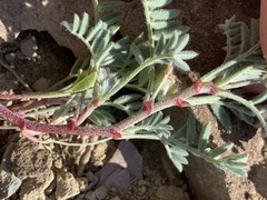 Astragalus pubentissimus