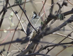 Baeolophus wollweberi