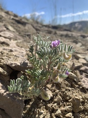 Astragalus pubentissimus