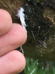 Phellopsylla formicosa