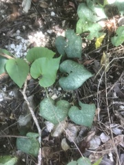 Aristolochia littoralis