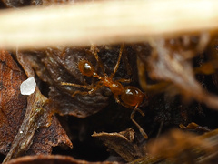 Carebara