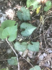 Aristolochia littoralis