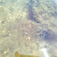 Macrorhynchia philippina