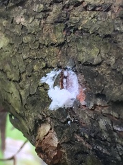 Phellopsylla formicosa