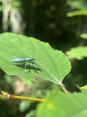 Naupactus auricinctus