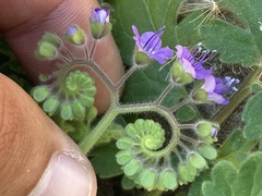 Phacelia scariosa