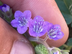 Phacelia scariosa