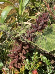 Gunnera