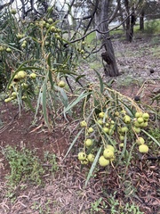Acacia pycnantha