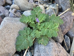 Phacelia scariosa