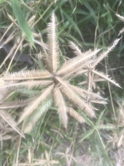 Dactyloctenium aegyptium