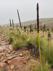 Xanthorrhoea quadrangulata
