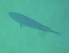 Chromis punctipinnis