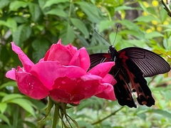 Papilio alcmenor