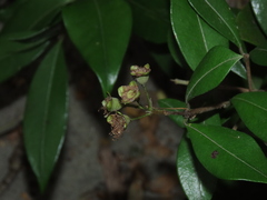 Myrceugenia planipes