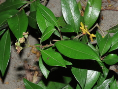 Myrceugenia planipes